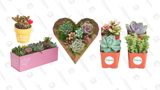 Fill Your Empty Home (and Heart) With These On-Sale Succulents From Amazon<em></em>